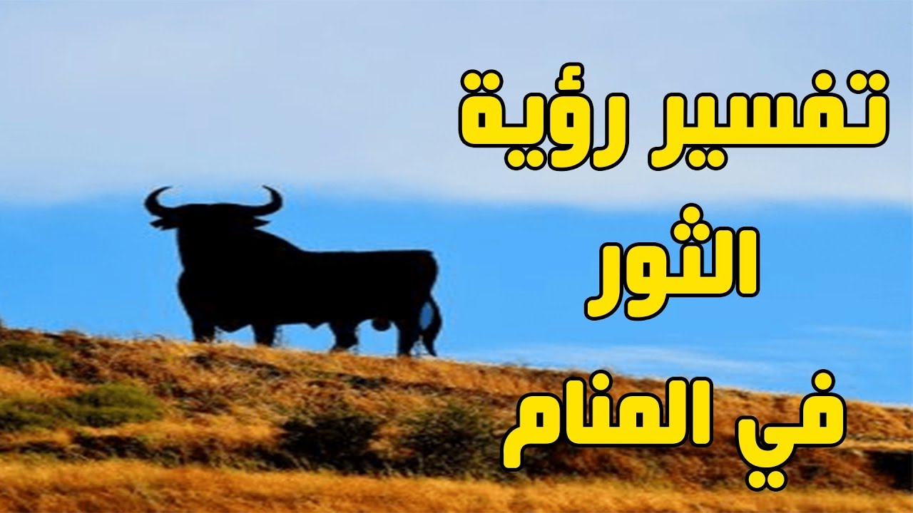 رؤية الثور الهائج في المنام , تفسير رؤيه الثور في الحلم