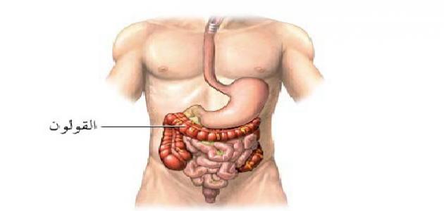 اين يوجد القولون العصبي - ماهو مكان القولن بالبطن وماوظيفته 363