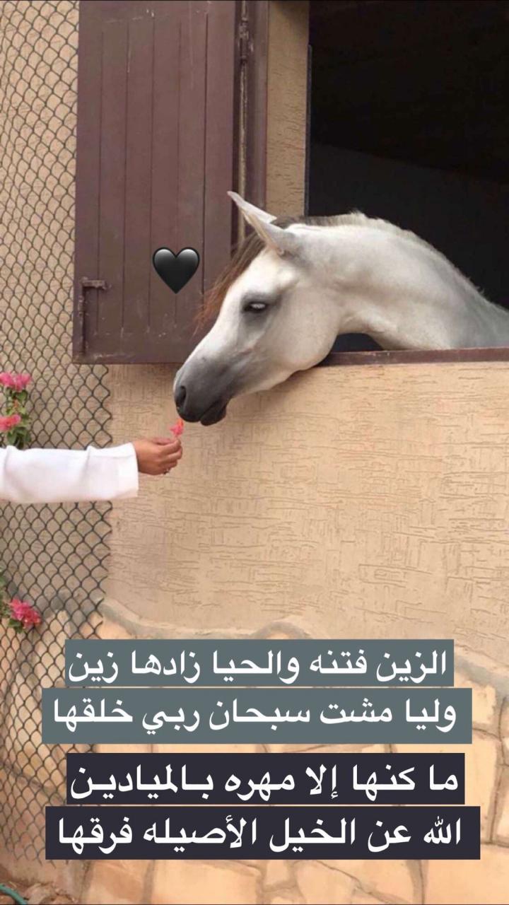 شعر عن الحصان - اجمل ما قيل عن الخيل 4224 9