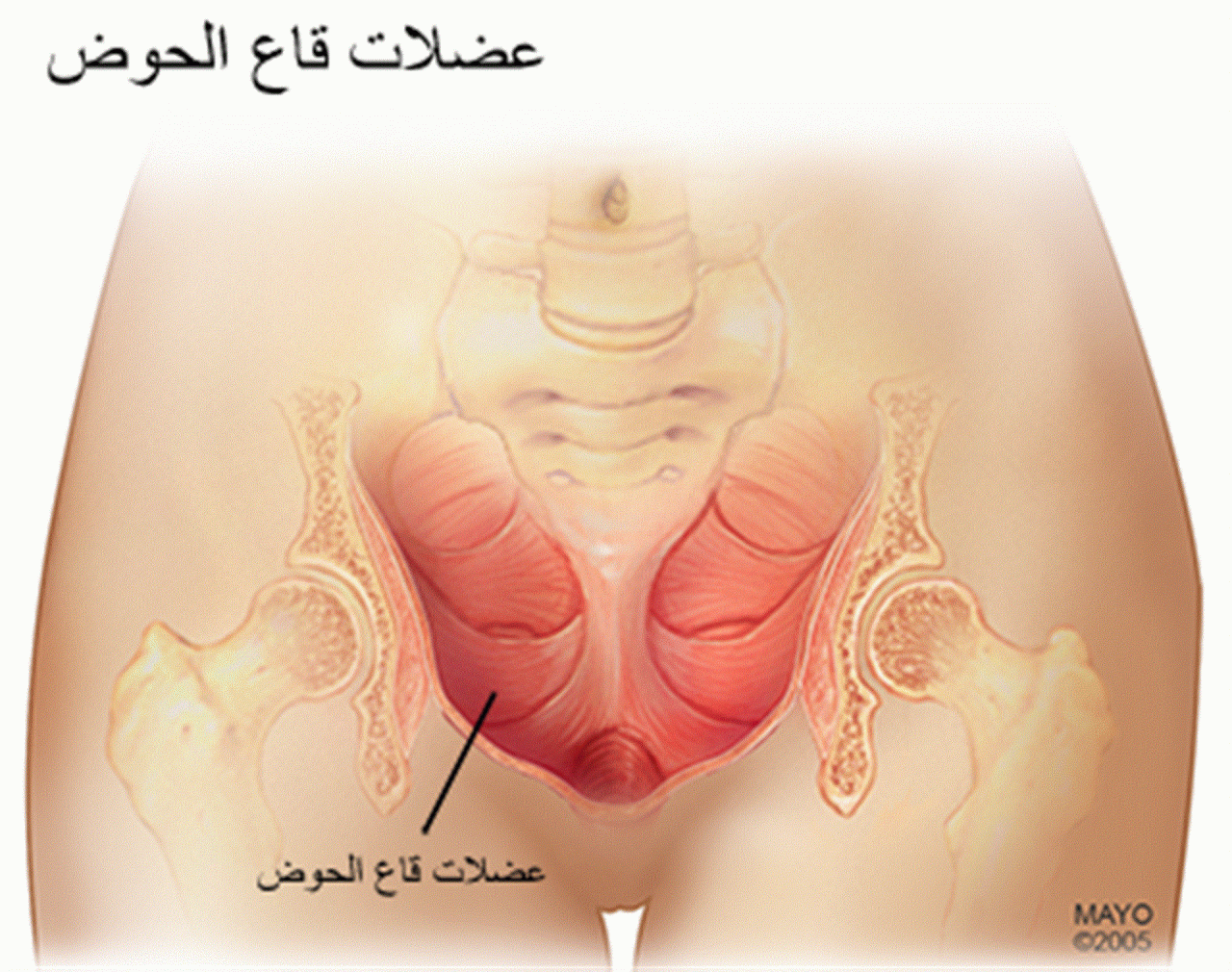 تقوية عضلة المثانة - اسباب وطرق علاج ضعف المثانه 2630