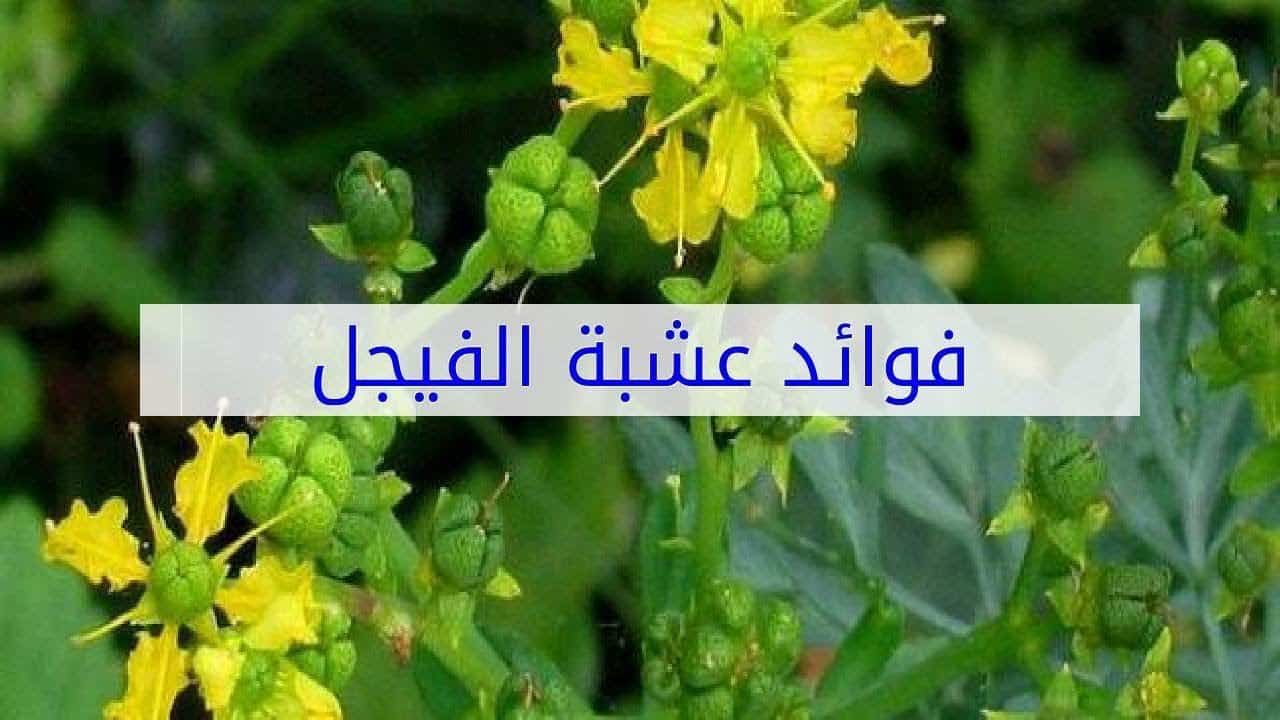 فوائد الفيجل للحمل - احترسي من الفيجل وحافظي علي جنينك 1975 1