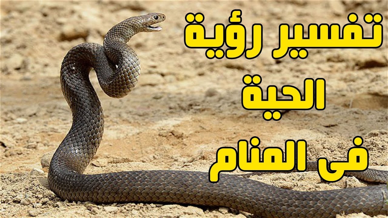 الحية في المنام , تعرف علي تفسير الحيه في الحلم , , ستندهش