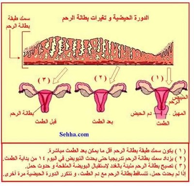 كلام عن الدورة الشهرية , ماهي اعراض الدوره الشهريه