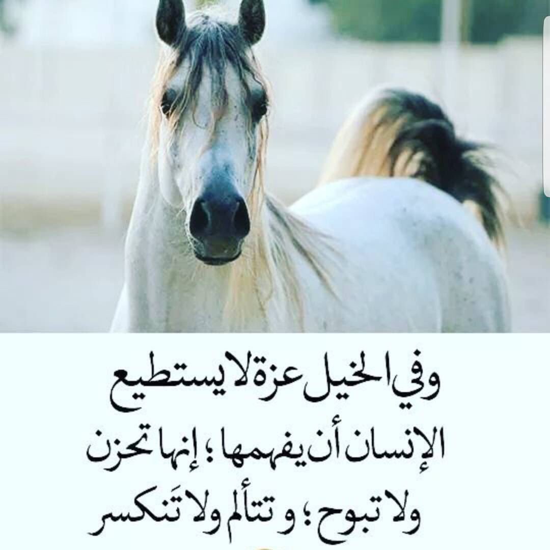 شعر عن الحصان - اجمل ما قيل عن الخيل 4224 2