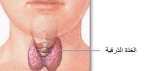 الغدة الدرقية وتساقط الشعر , مشاكل الغدة الدراقيه مع تساقط الشعر للنساء , 