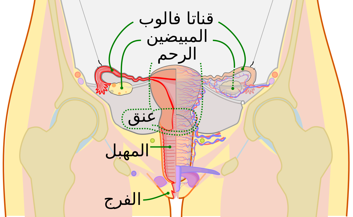 غدة بارثولين عند البنات - تعرف علي اسرار البنات 2365