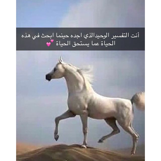 شعر عن الحصان - اجمل ما قيل عن الخيل 4224 1