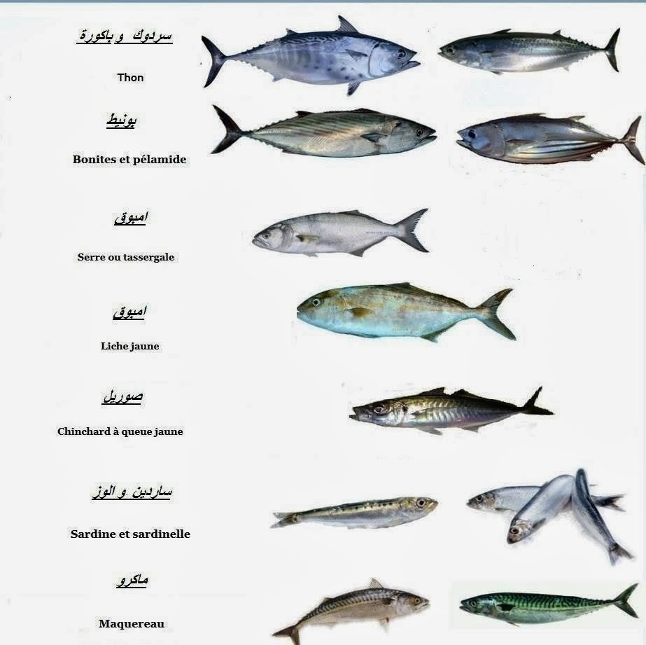 انواع السردين بالصور , ما لا تعرفه عن السردين