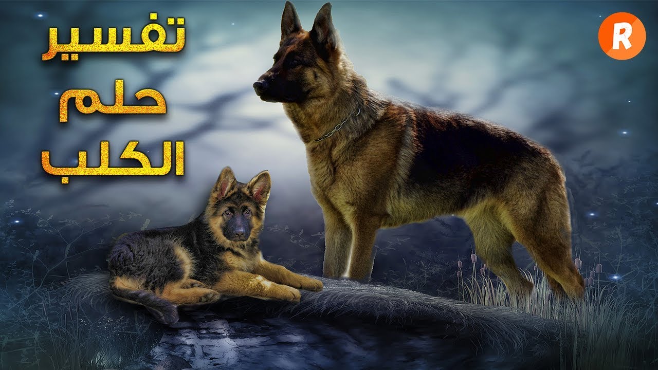 الكلاب في الاحلام - تفسير رؤيه الكلاب في المنام 2694 3