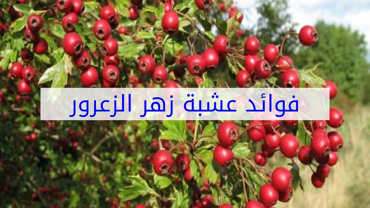 فوائد عشبة الزعرور , اهميه عشبه الزعرور الصحيه