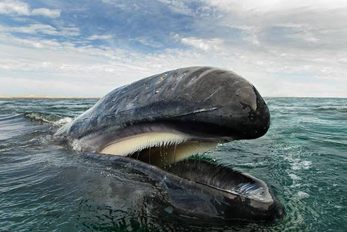 صور حيتان على البحر , صورة للبحر و جماله - قبلات الحياة