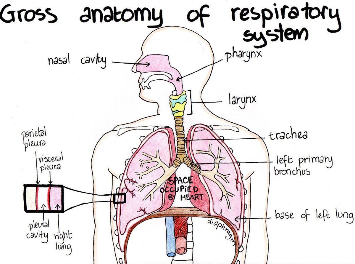 صور الجهاز التنفسي , اعرف ما لا تعرفه عن الجهاز التنفسي قبلات الحياة